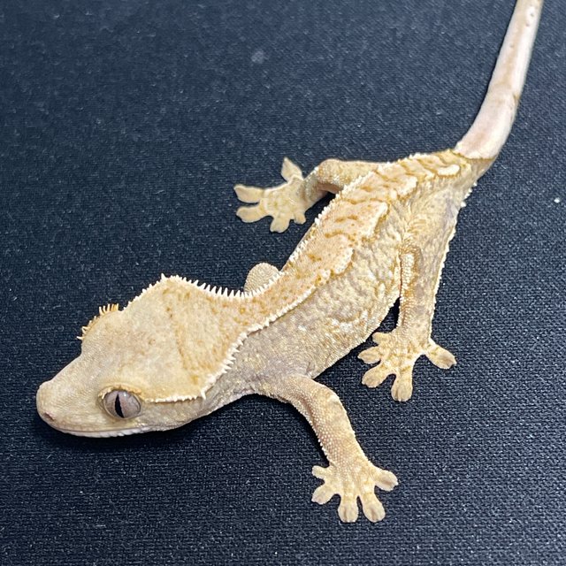 노멀 화이트스팟 트라이