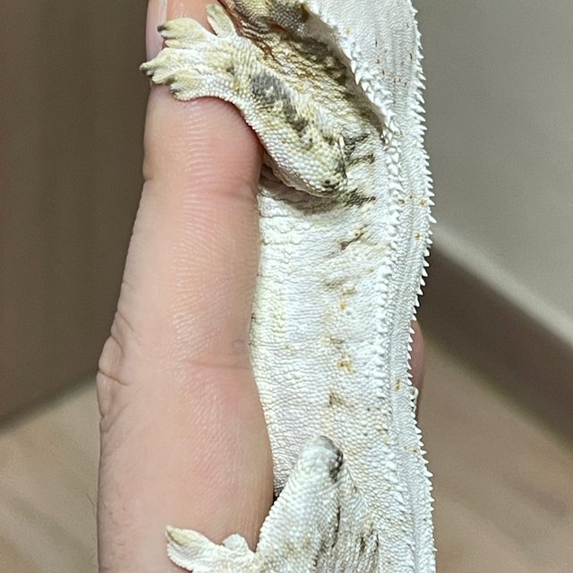 릴리화이트 화이트 화이트스팟