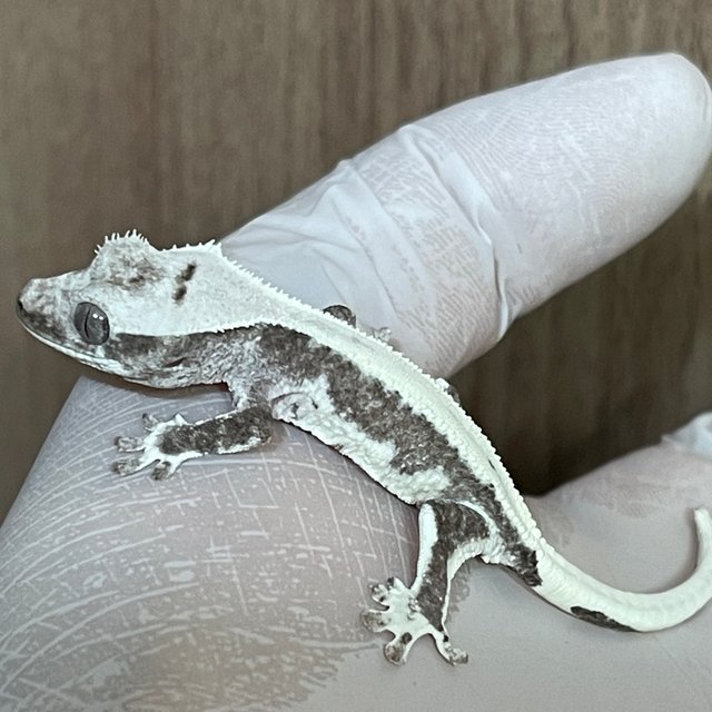 릴잔틱 아잔틱 솔리드백 화이트