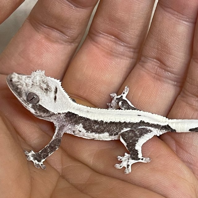 릴잔틱 아잔틱 솔리드백 화이트