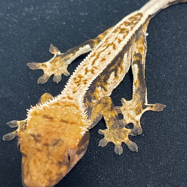 노멀 쿼드 풀핀 화이트스팟 핀스트라이프 화이트핀