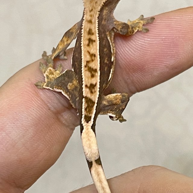 100%헷아잔틱 100%헷초초 핀스트라이프 쿼드