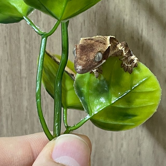 노멀 트라이 드리피 화이트스팟