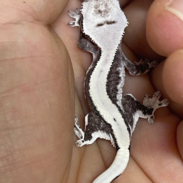 릴잔틱 아잔틱 솔리드백 화이트