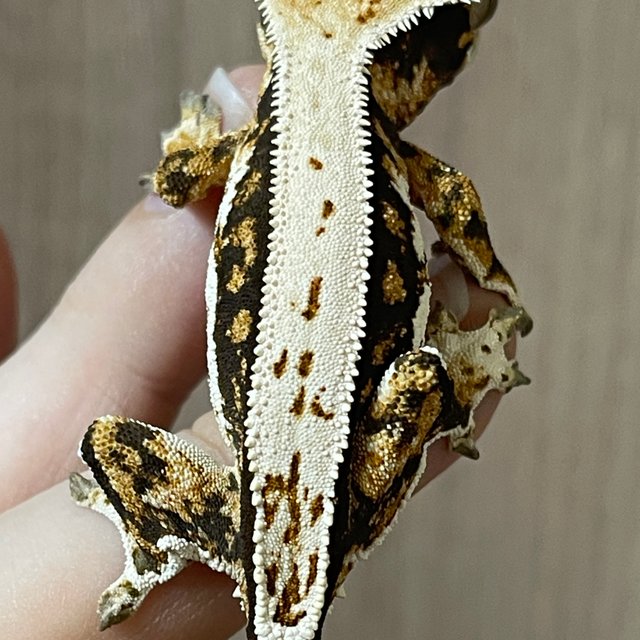 노멀 트라이 풀핀 화이트핀