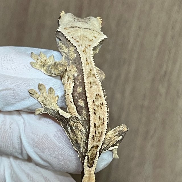 노멀 풀핀 핀스트라이프 드리피 쿼드