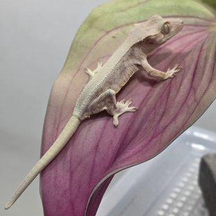 릴리화이트 솔리드백