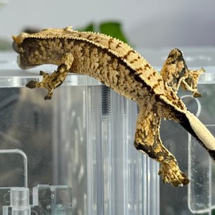 트라이 익스트림할리퀸 화이트스팟