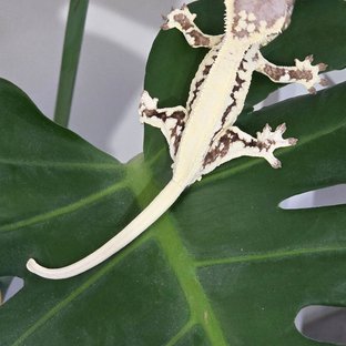 릴리 세이블 솔리드백 화이트