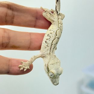 트라이 화이트 화이트스팟 드리피 노멀