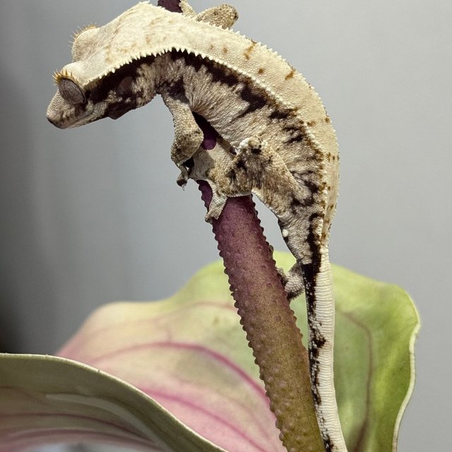 트라이 화이트스팟 화이트 노멀