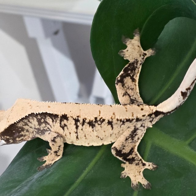 트라이 화이트스팟 드리피 익스트림할리퀸