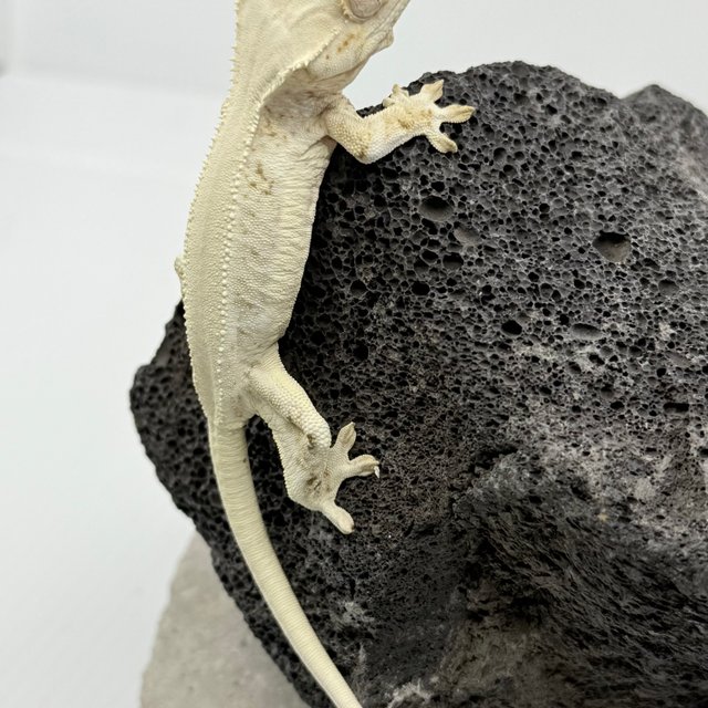 릴리화이트 화이트 솔리드백