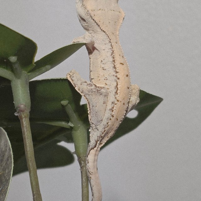 노멀 화이트스팟 드리피 화이트 크림