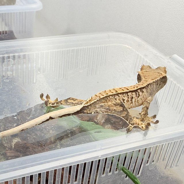 트라이 익스트림할리퀸 화이트스팟