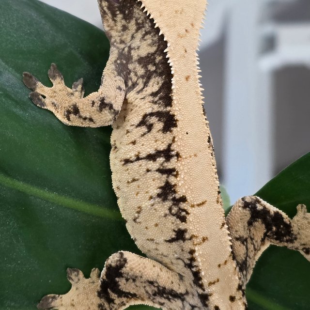 트라이 화이트스팟 드리피 익스트림할리퀸