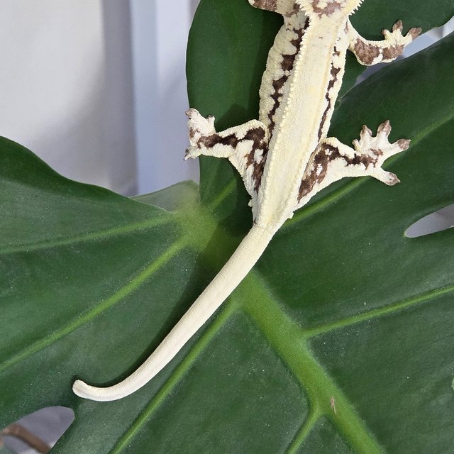 릴리 세이블 솔리드백 화이트