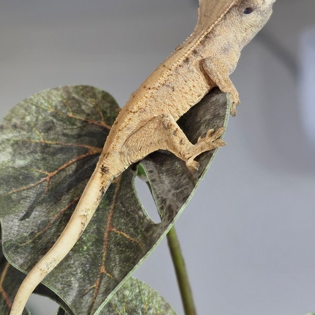 노멀 트라이 화이트스팟 화이트