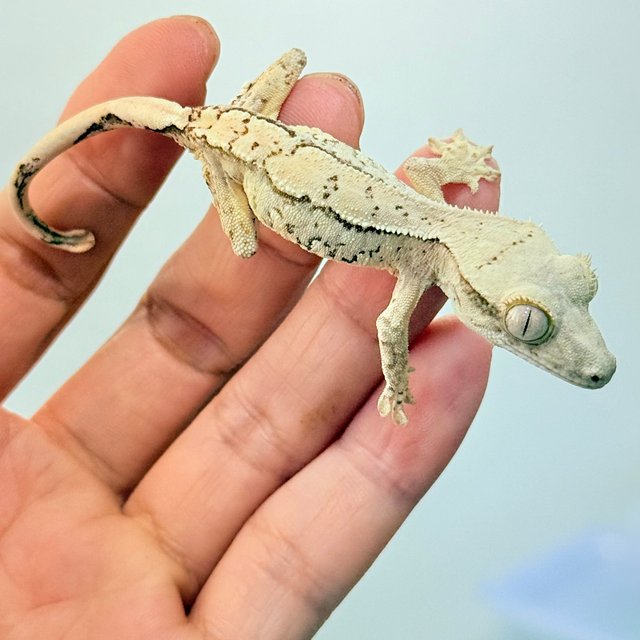 트라이 화이트 화이트스팟 드리피 노멀