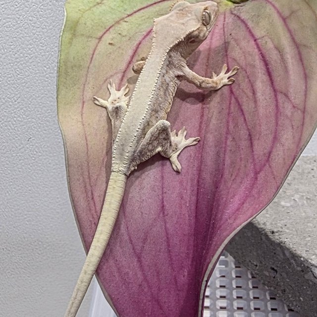 릴리화이트 솔리드백