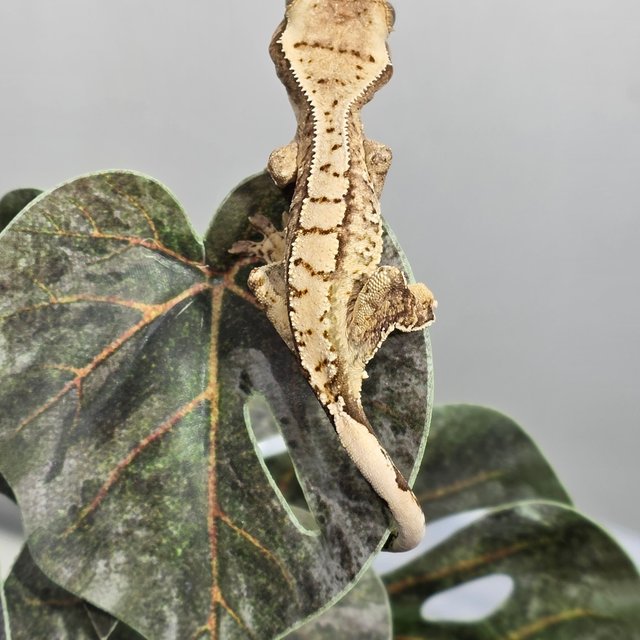 트라이 화이트스팟 화이트 익스트림할리퀸