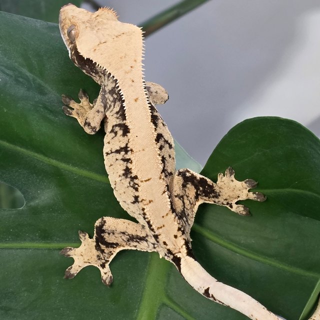 트라이 화이트스팟 드리피 익스트림할리퀸