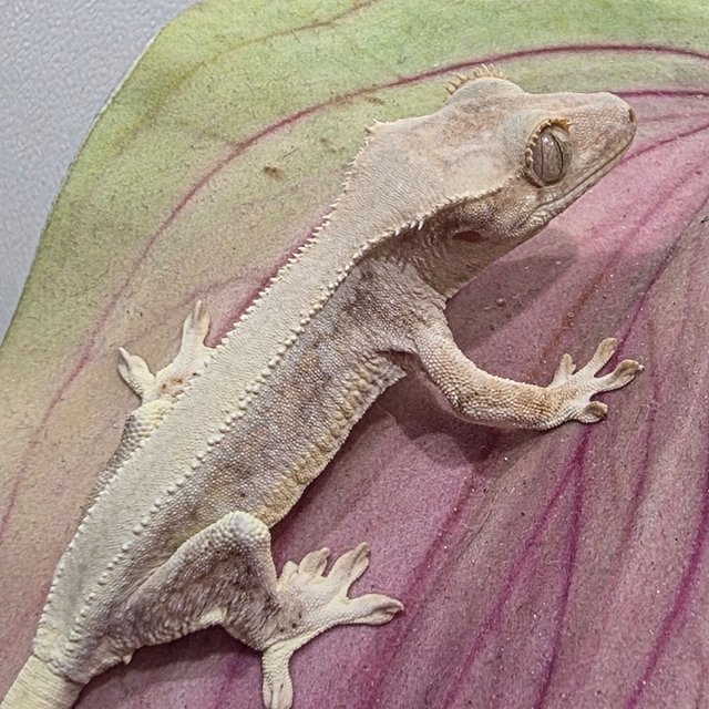 릴리화이트 솔리드백