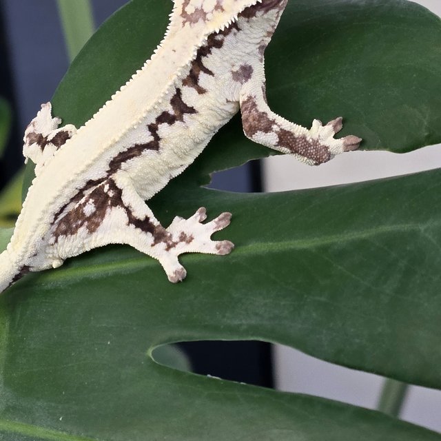 릴리 세이블 솔리드백 화이트