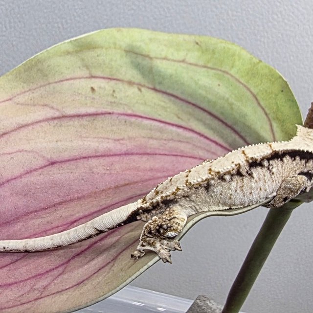 트라이 화이트스팟 화이트 노멀