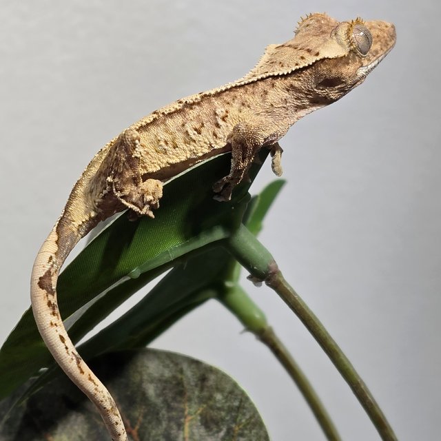 트라이 화이트스팟 화이트 익스트림할리퀸