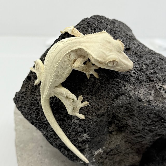 릴리화이트 화이트 솔리드백