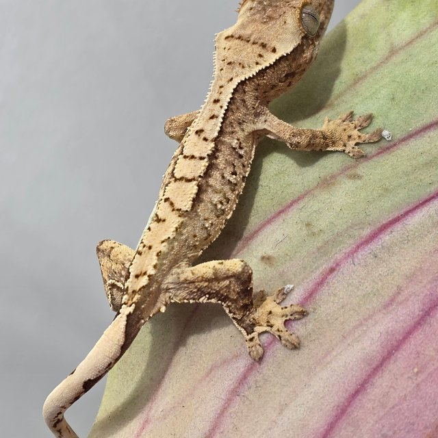 트라이 화이트스팟 화이트 익스트림할리퀸