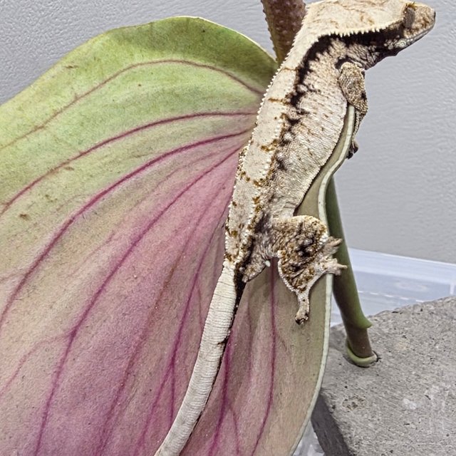 트라이 화이트스팟 화이트 노멀