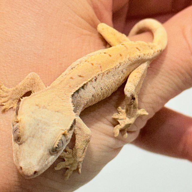 노멀 트라이 화이트스팟 화이트