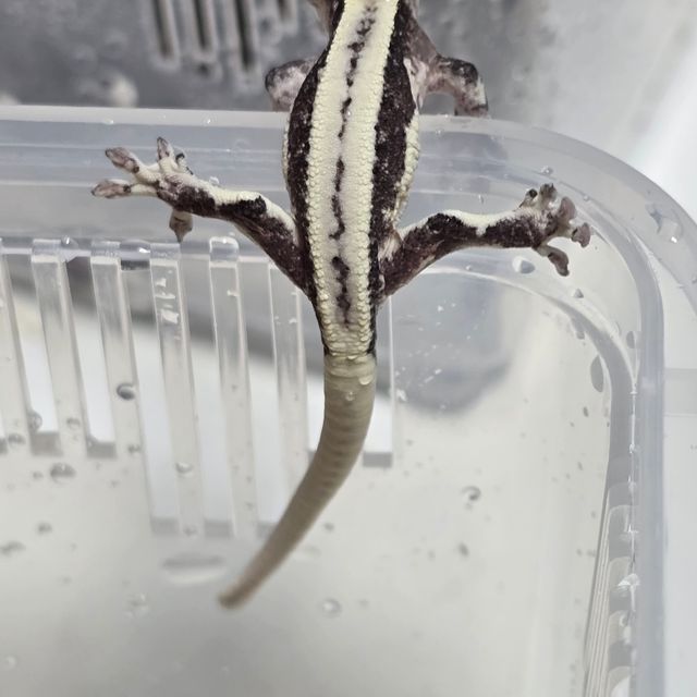 릴잔틱 풀핀 아잔틱