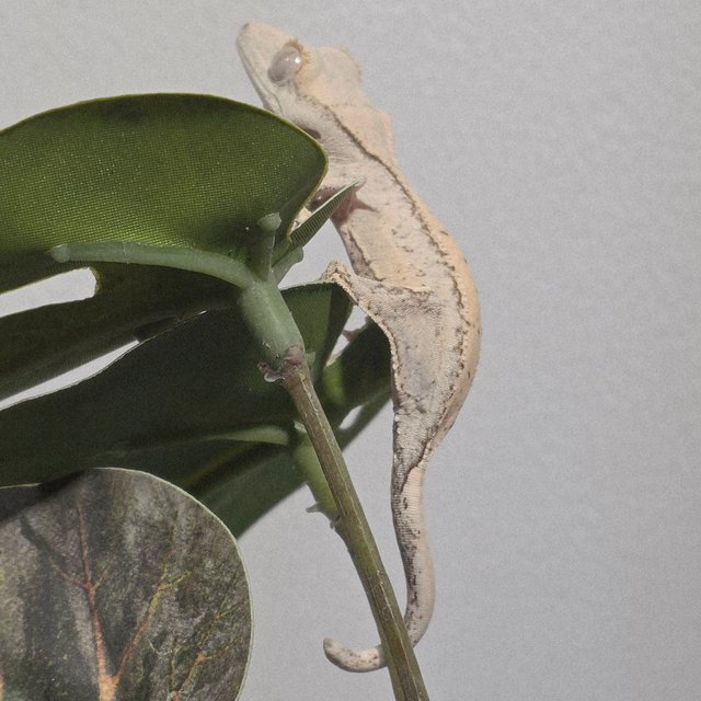 노멀 화이트스팟 드리피 화이트 크림