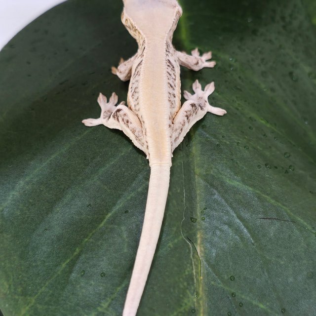 릴리화이트 화이트 솔리드백