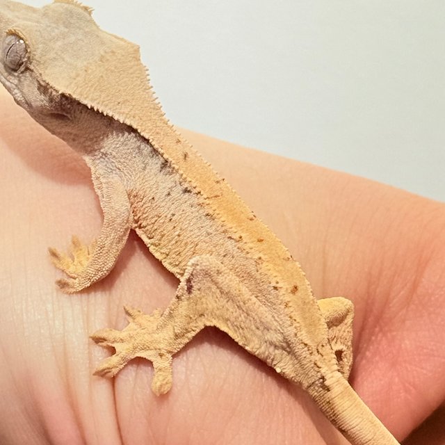 노멀 트라이 화이트스팟 화이트