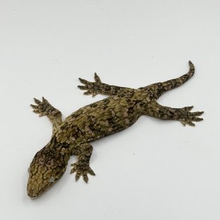 카나와 하이 컬러