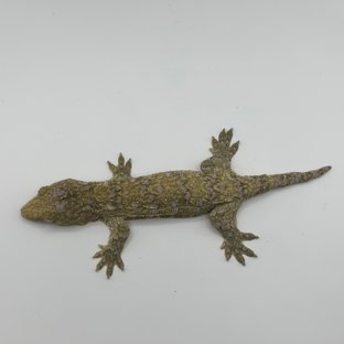 카나와 하이 컬러