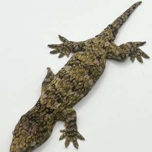 카나와 하이 컬러