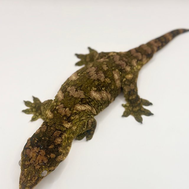 카나와 하이 컬러