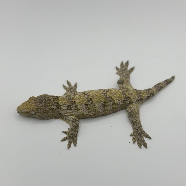 카나와 하이 컬러