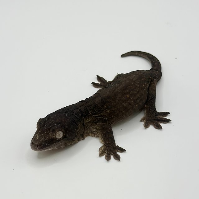 멜라니스틱 리핀리치스 프리델 GT