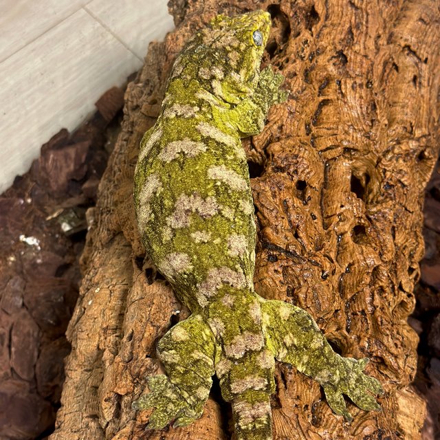 카나와 하이 컬러