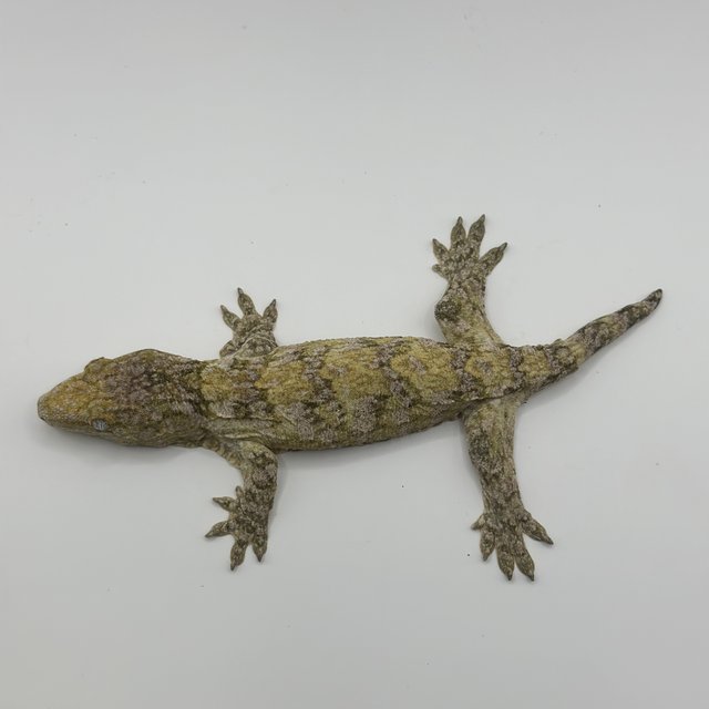 카나와 하이 컬러