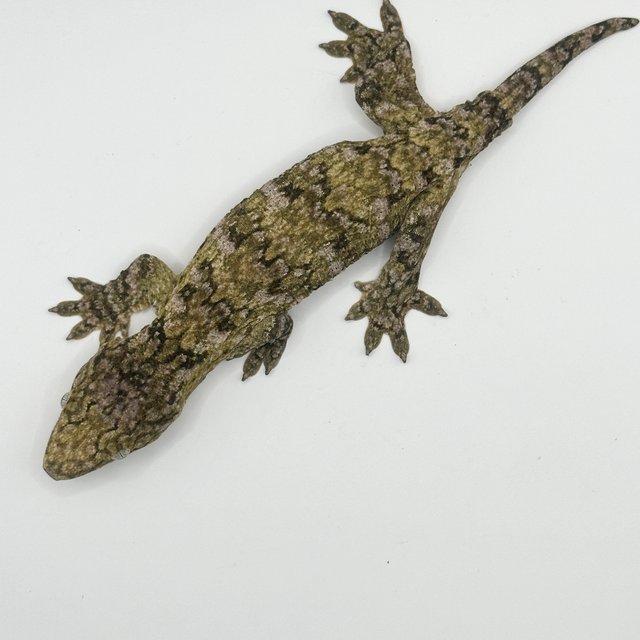 카나와 하이 컬러