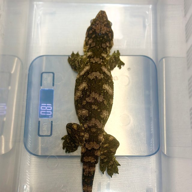 카나와 하이 컬러