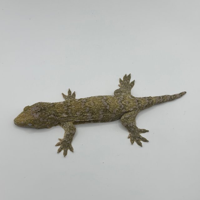 카나와 하이 컬러