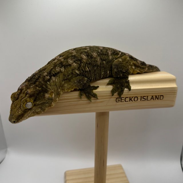 프리델 멜라니스틱